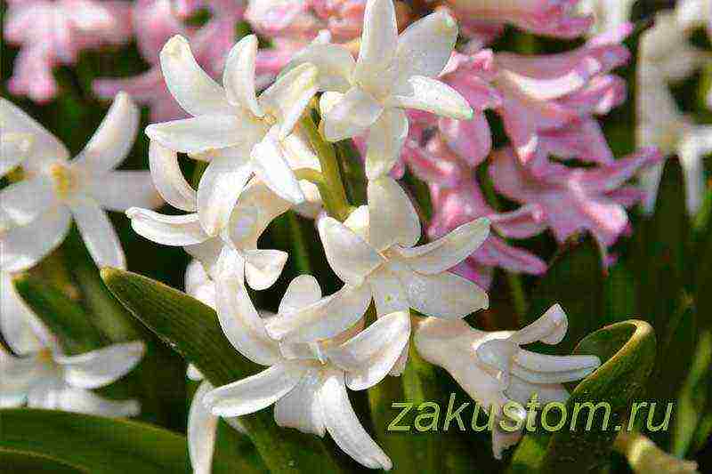 hyacinths planting and care outdoors in spring after flowering