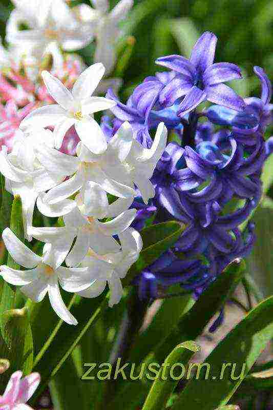 hyacinths planting and care outdoors in spring after flowering