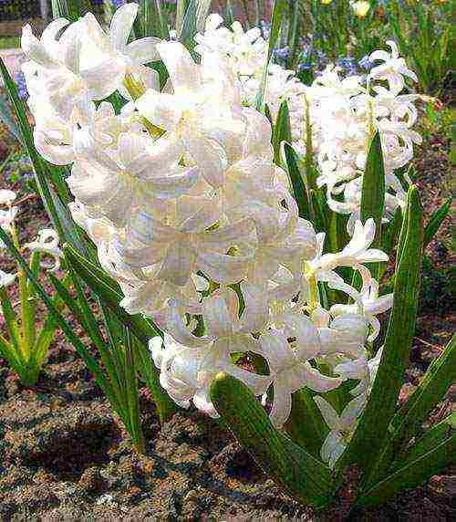 ang mga hyacinth ay nagtatanim at nangangalaga sa labas ng bahay sa tagsibol pagkatapos ng pamumulaklak