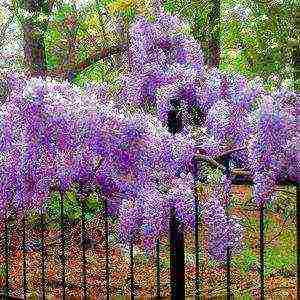 wisteria planting and care in the open field in the suburbs