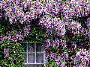 pagtatanim at pangangalaga ng wisteria sa bukas na bukid sa mga suburb