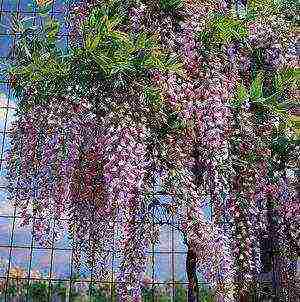 wisteria planting and care in the open field in the suburbs