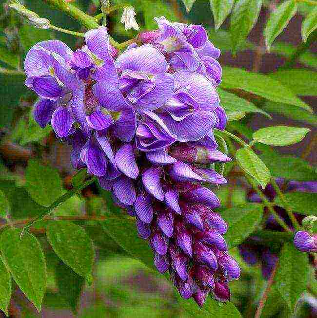 wisteria planting and care in the open field in the suburbs