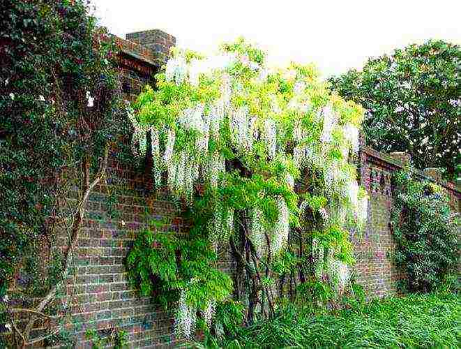 wisteria planting and care in the open field in the suburbs