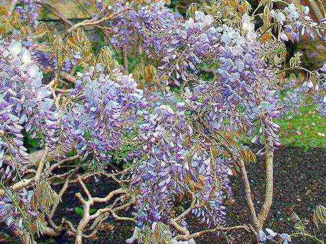 wisteria planting and care in the open field in the suburbs