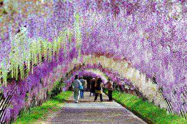 pagtatanim at pangangalaga ng wisteria sa bukas na bukid sa mga suburb