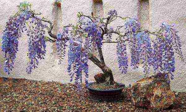 pagtatanim at pangangalaga ng wisteria sa bukas na bukid sa mga suburb