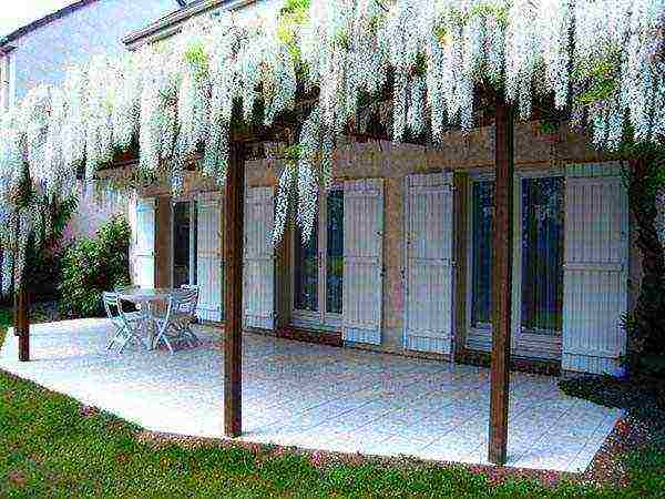 wisteria planting and care in the open field in the suburbs