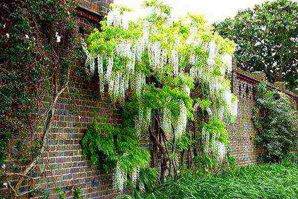 wisteria planting and care in the open field in the suburbs