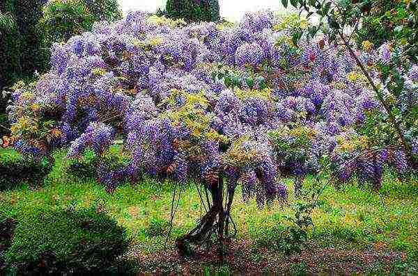 pagtatanim at pangangalaga ng wisteria sa bukas na bukid sa mga suburb