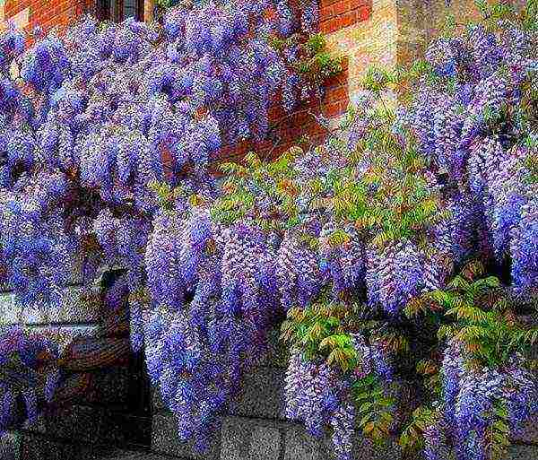 wisteria planting and care in the open field in the suburbs