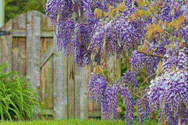 wisteria planting and care in the open field in the suburbs