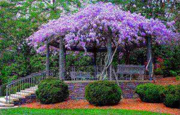 wisteria planting and care in the open field in the suburbs