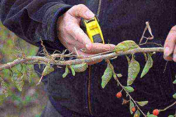 how to grow goji at home