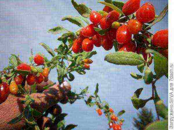 kung paano palaguin ang goji sa bahay