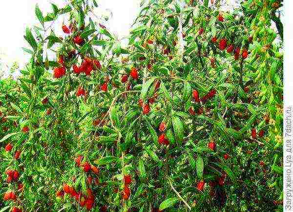 how to grow goji at home
