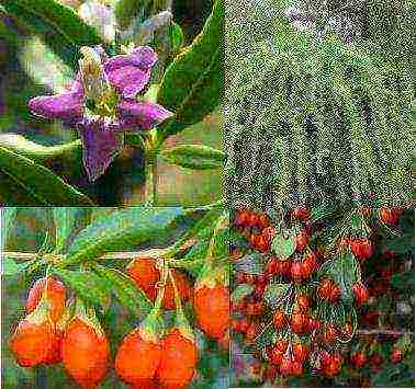 how to grow goji at home