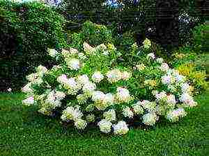 hydrangea anabel planting and care in the open field in siberia