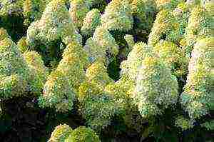 hydrangea anabel planting and care in the open field in siberia