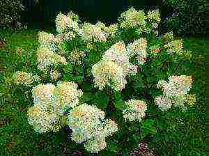 hydrangea anabel planting and care in the open field in siberia