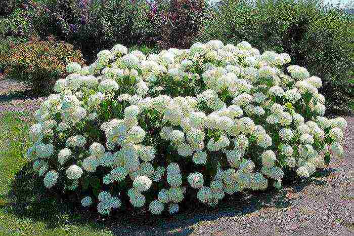 hydrangea anabel planting and care in the open field in siberia