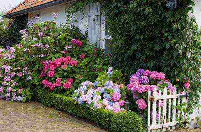 hydrangea anabel planting and care in the open field in siberia