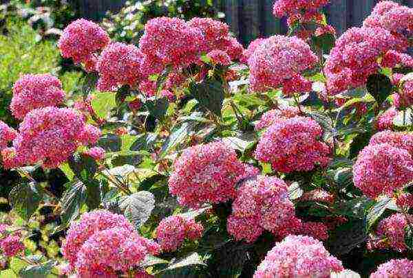 hydrangea anabel na pagtatanim at pangangalaga sa bukas na bukid sa siberia