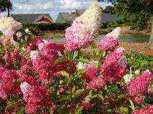 hydrangea diamond rouge planting and care in the open field