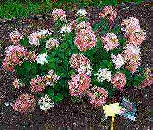 hydrangea diamond rouge planting and care in the open field