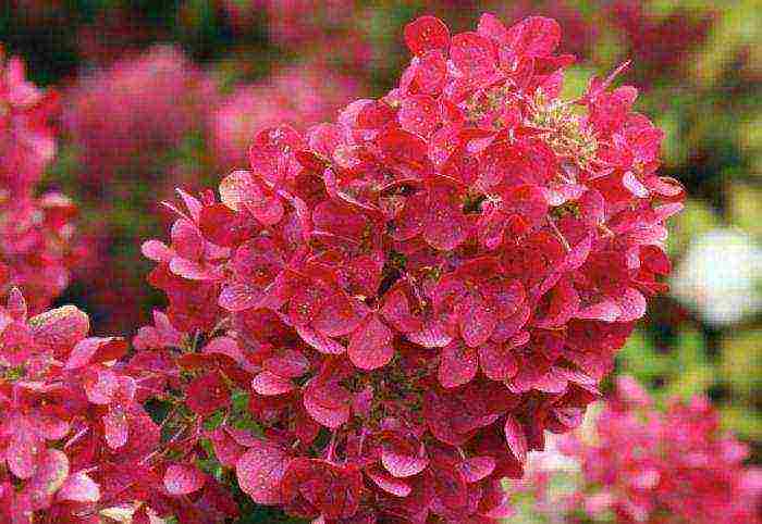 hydrangea diamond rouge planting and care in the open field