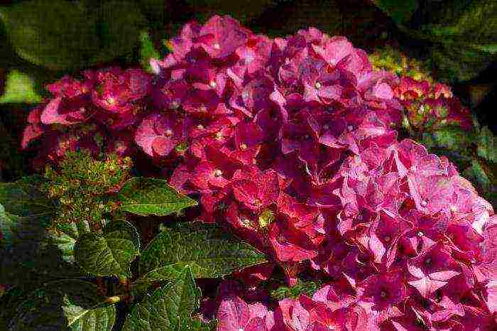 hydrangea diamond rouge planting and care in the open field