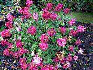 hydrangea diamond rouge planting and care in the open field