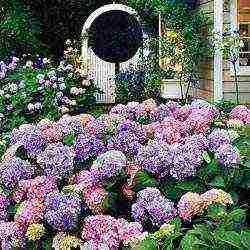 hydrangea tree-like white planting and care in the open field