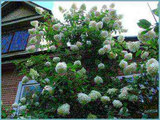 hydrangea tree-like white planting and care in the open field