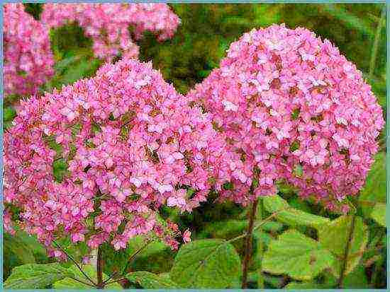 hydrangea tree-like white planting and care in the open field