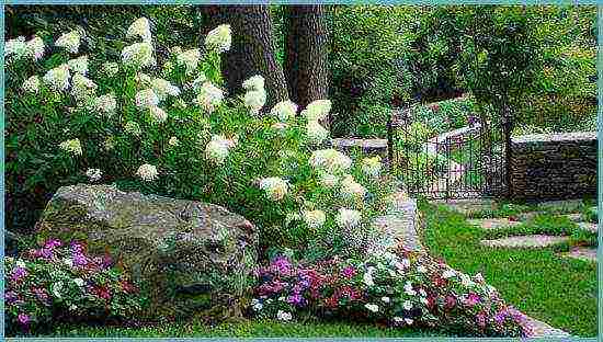 hydrangea tree-like white planting and care in the open field