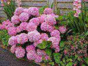 hydrangea tree-like white planting and care in the open field