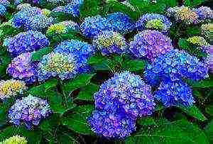 hydrangea tree-like white planting and care in the open field