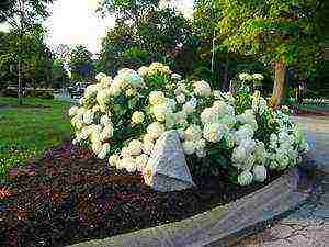 hydrangea tree-like white planting and care in the open field