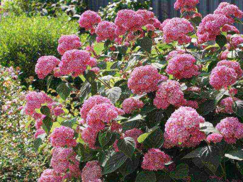 hydrangea tree-like white planting and care in the open field