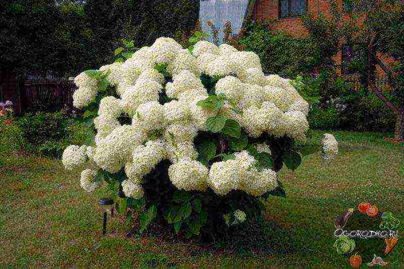 hydrangea tree-like white planting and care in the open field
