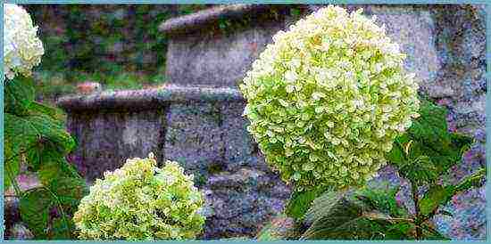 hydrangea tree-like white planting and care in the open field