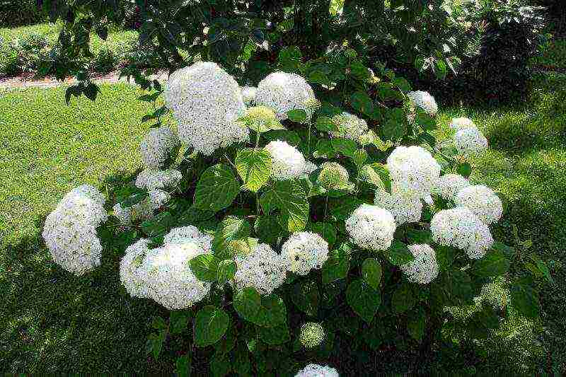 tulad ng puting hydrangea na puting pagtatanim at pangangalaga sa bukas na bukid