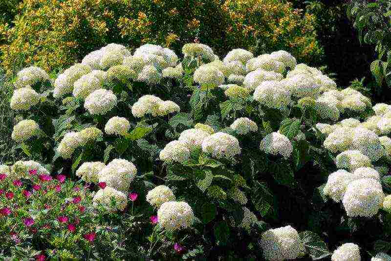 hydrangea tree-like white planting and care in the open field