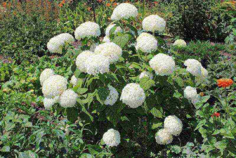 tulad ng puting hydrangea na puting pagtatanim at pangangalaga sa bukas na bukid