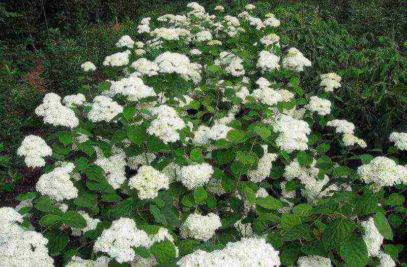 hydrangea tree-like white planting and care in the open field