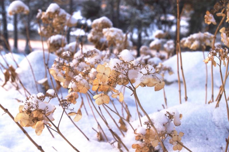 hydrangea tree-like white planting and care in the open field