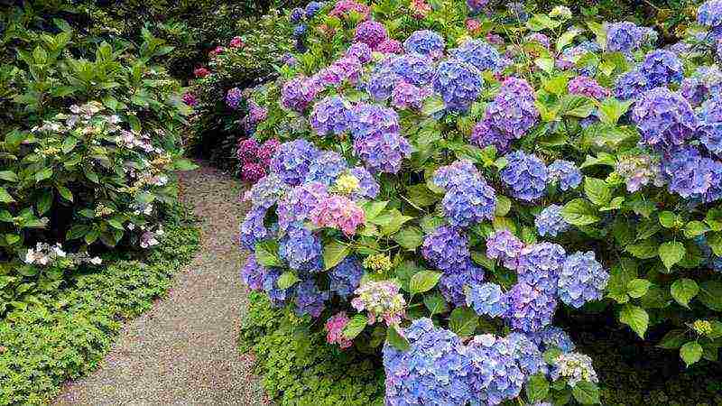 hydrangea tree-like white planting and care in the open field