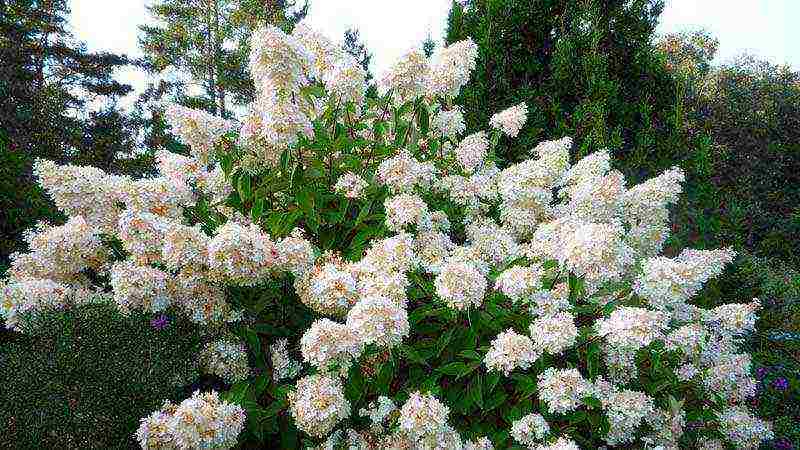 tulad ng puting hydrangea na puting pagtatanim at pangangalaga sa bukas na bukid