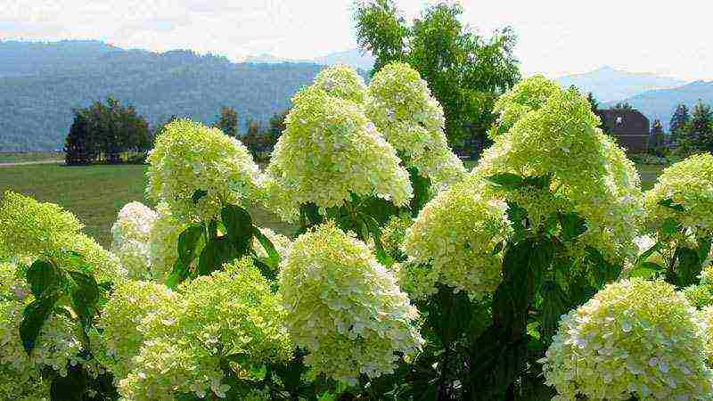 tulad ng puting hydrangea na puting pagtatanim at pangangalaga sa bukas na bukid